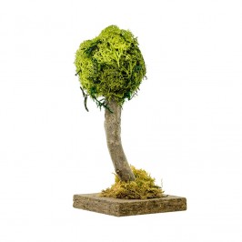 Albero Legno e Lichene 15 cm