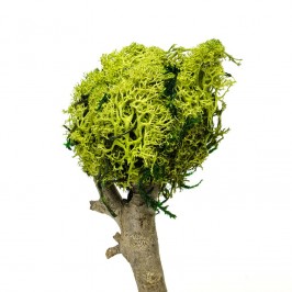 Albero Legno e Lichene 15 cm